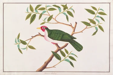 Jambu Fruit-dove, from Drawings of Birds from Malacca, c.1805-18